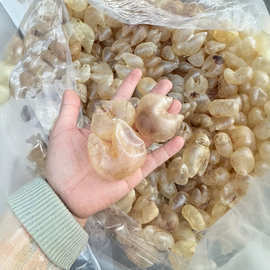 緬甸魚膠 海味干貨中的璀璨明珠與批發(fā)指南